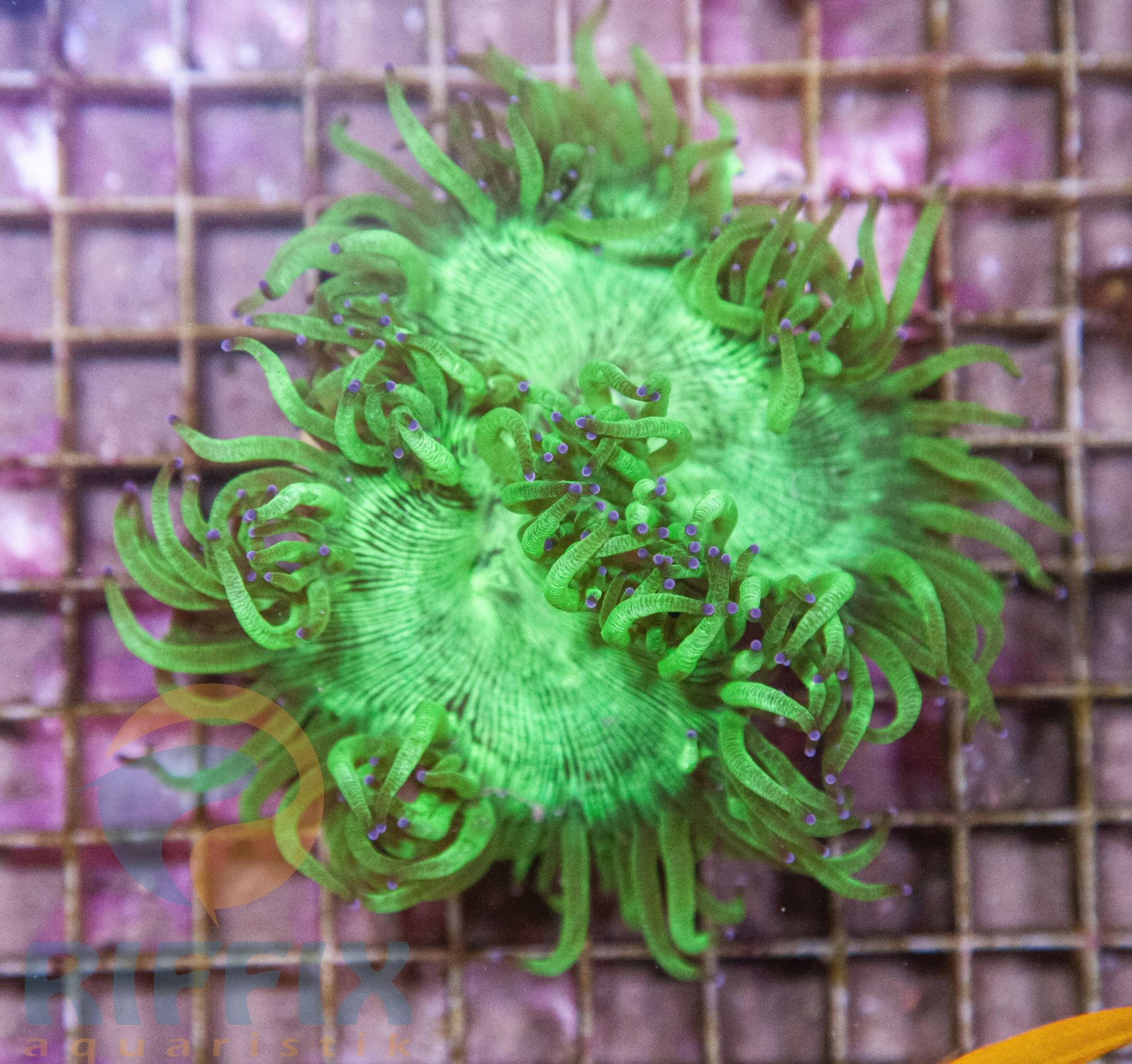 Catalaphyllia jardinei Wunderkoralle (Premium)